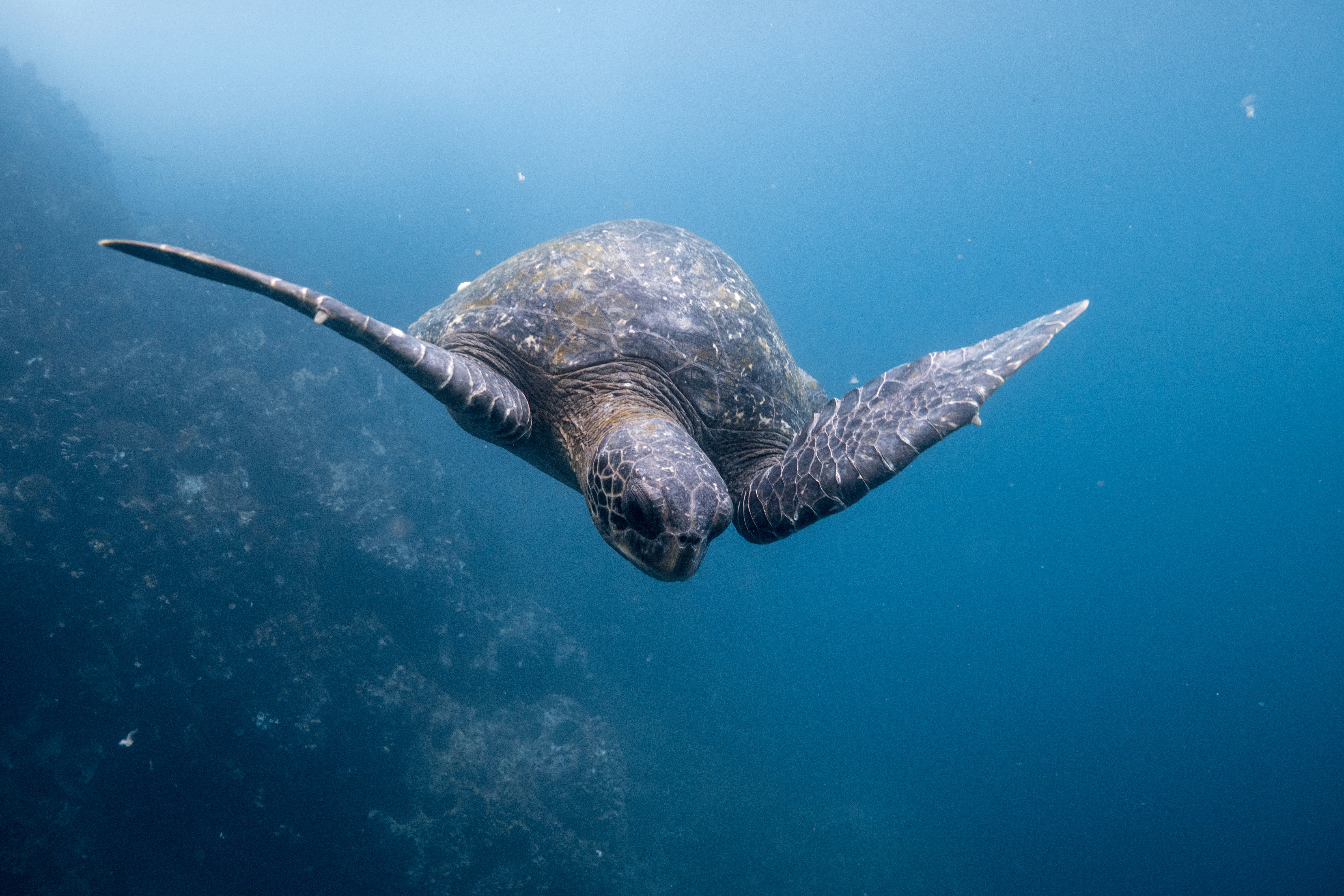 Galapagos & Ecuador