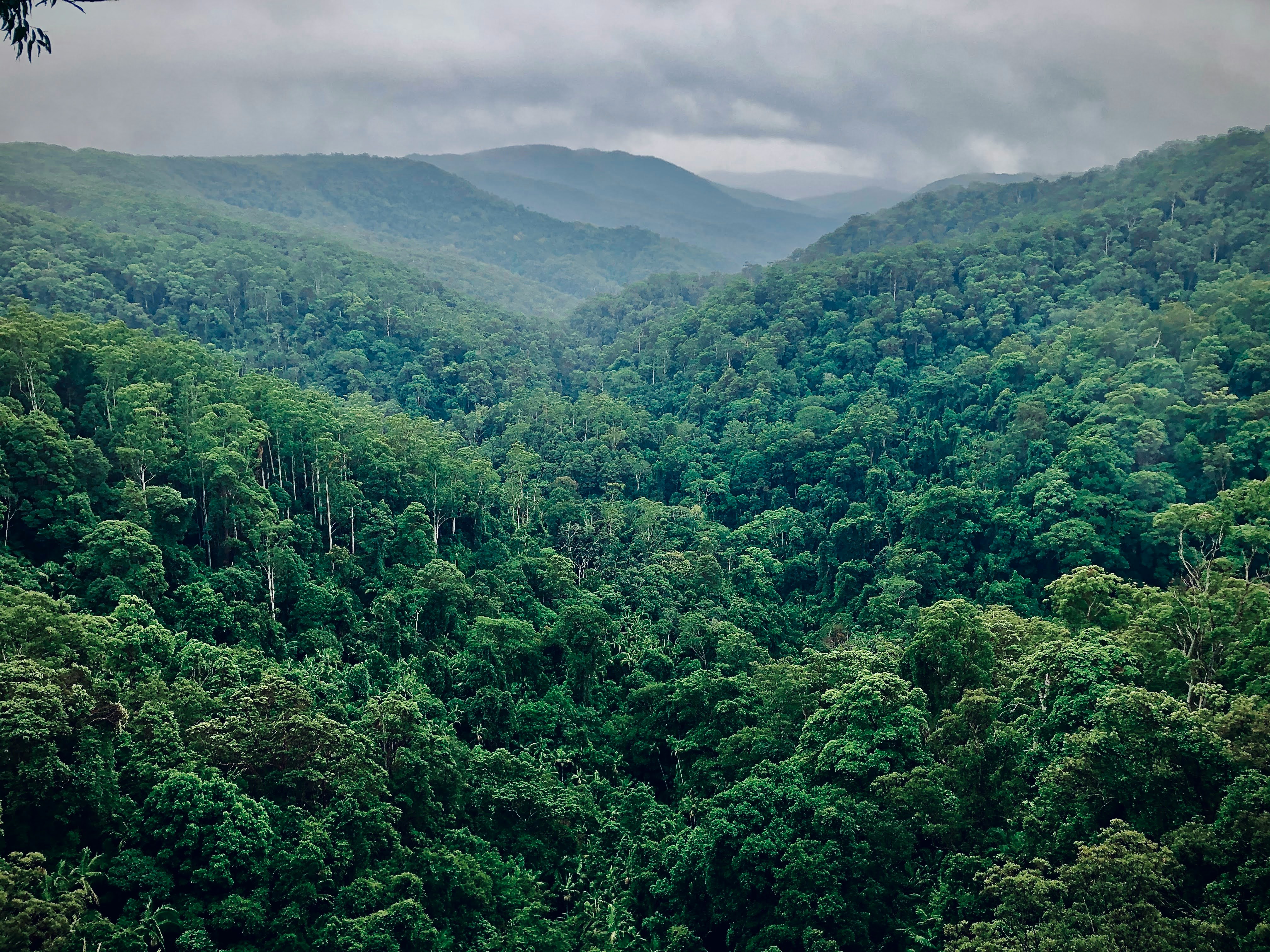 The Amazon Rainforest